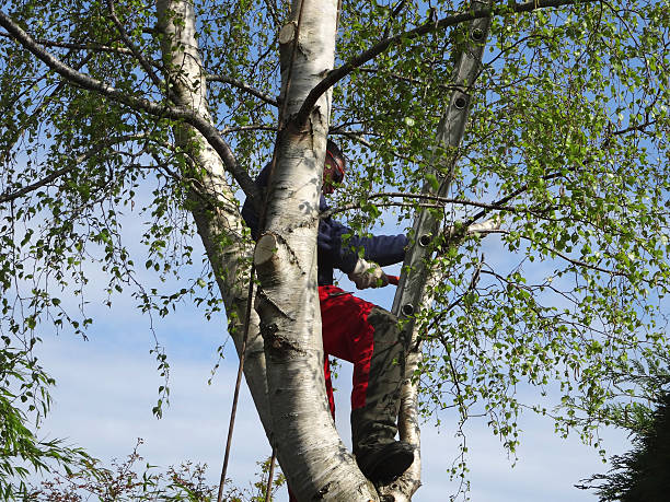 Best Seasonal Cleanup (Spring/Fall)  in Denver, PA